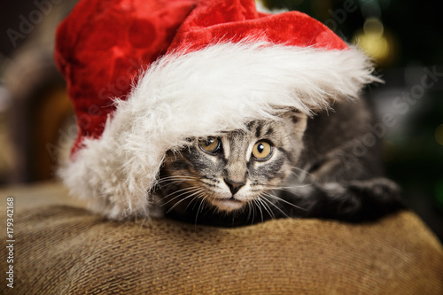 Little kitten in a Santa Claus hat