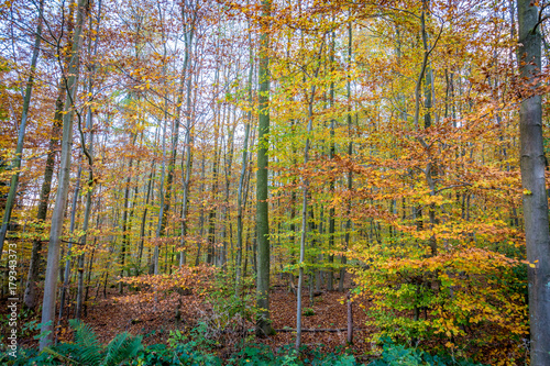 Kurfürstlicher Thiergarten Alt-Arnsberg photo