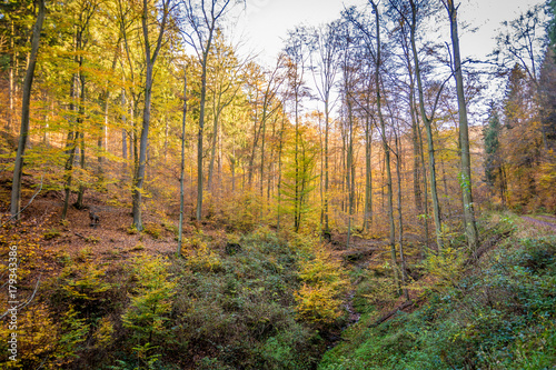 Kurfürstlicher Thiergarten Alt-Arnsberg