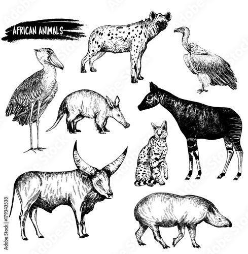 Hand drawn sketch set of animals - shoebill, aardvark, hyena, vulture, okapi, serval, tapir and Watusi cattle. Vector illustration isolated on white background.