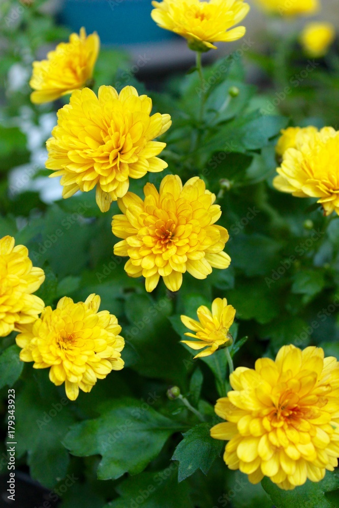 Yellow Garden Mums Yellow Garden Mums