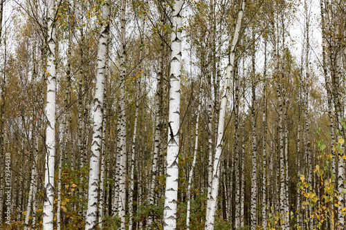 Autumn birch