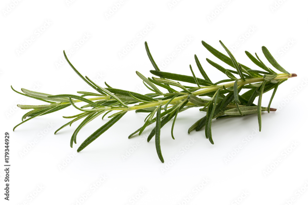 Rosemary isolated on white background, Top view.