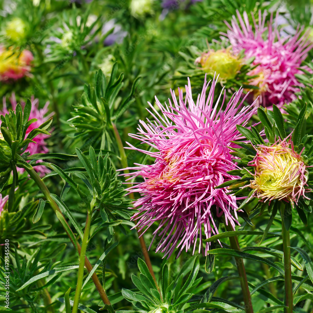 Bright pink asters on a flower bed in the park. Bright pink asters on a flower bed in the park.