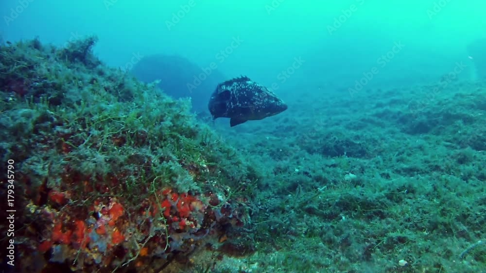 Two grouper fishes in a reef - Scuba diving in open sea