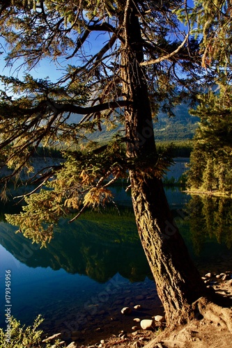 Tree on Lake