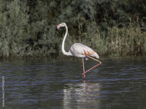 Greater Flamingo Walking on the Pond