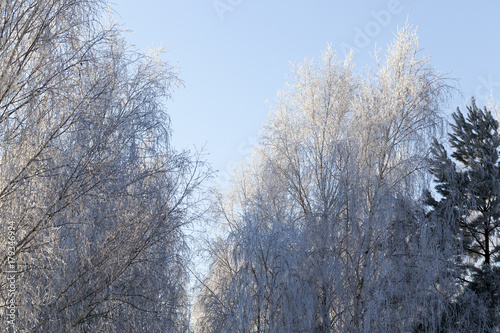 bared treetops