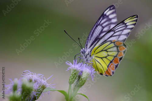 Common Jazebel Butterfly © Robbie Ross