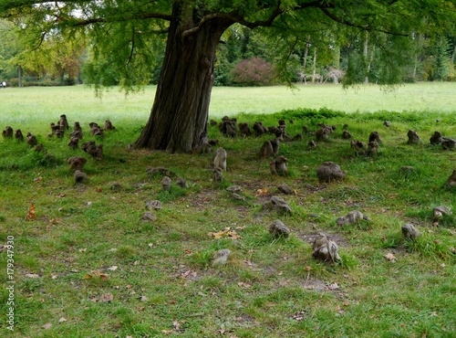 Baumstamm und Baumwurzeln auf Wiese