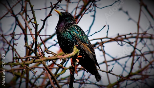 birds and bubbles