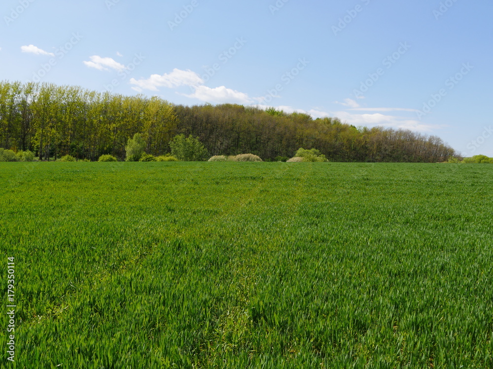 Fototapeta premium field