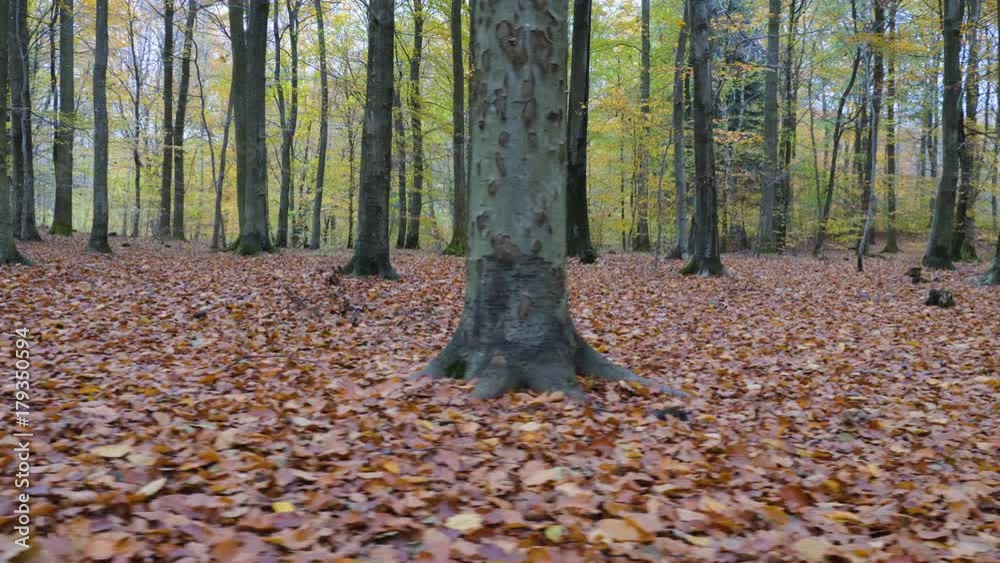camera motion along the leaves in the forest camera motion along the leaves in the forest