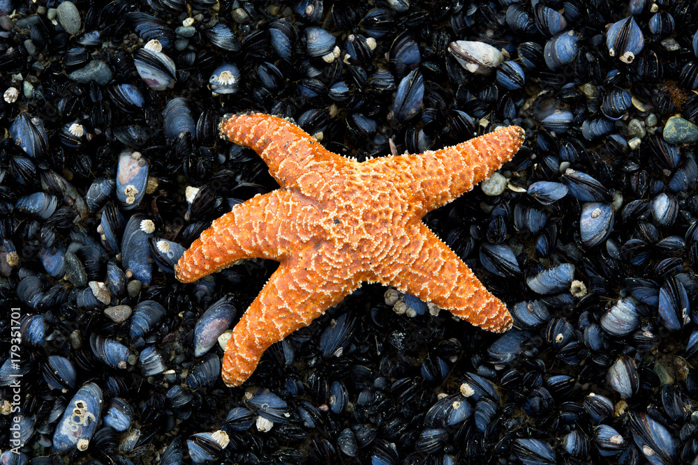 Orange starfish on a bed of mussels Orange starfish on a bed of mussels