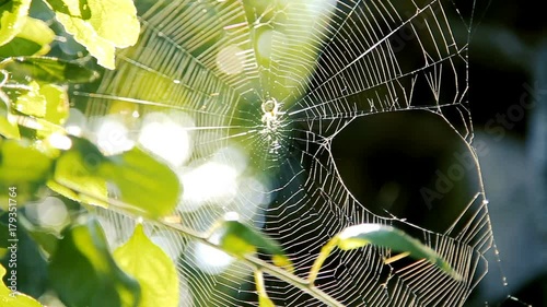 Spider working on its web among tree branches in the garden