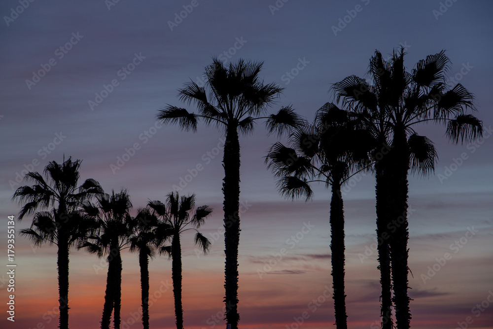 Palms silhuetted at sunset.