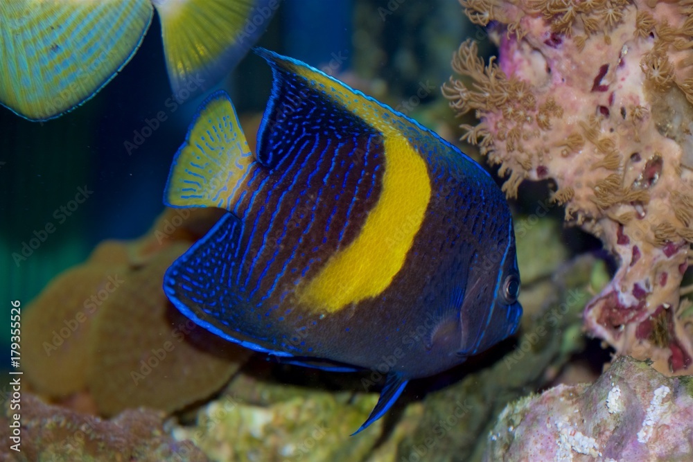 Obraz premium Yellow Bar Angelfish, Pomacanthus maculosus, also known as the Map Angelfish