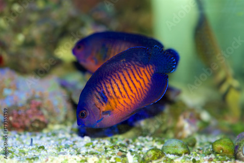 Coral Beauty Angelfish, Centropyge bispinosa photo