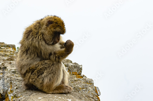 Barbary Ape Looking at Paw