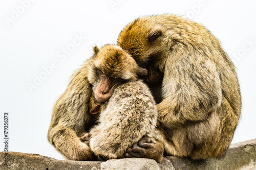 Family of Barbary Apes
