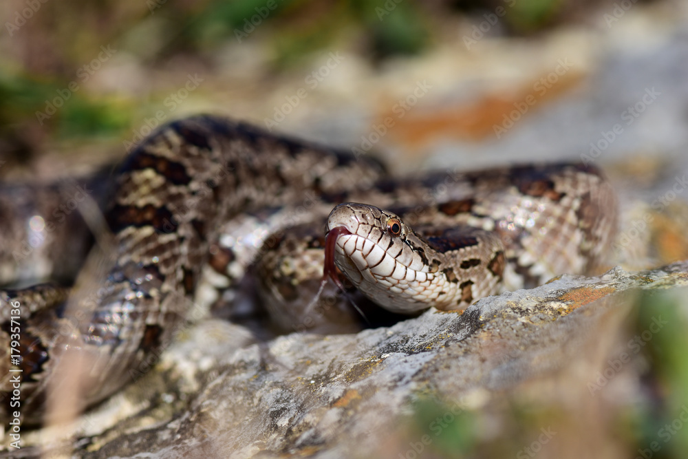 Fototapeta premium Prairie Kingsnake