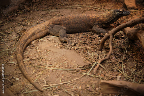 Komodo dragon