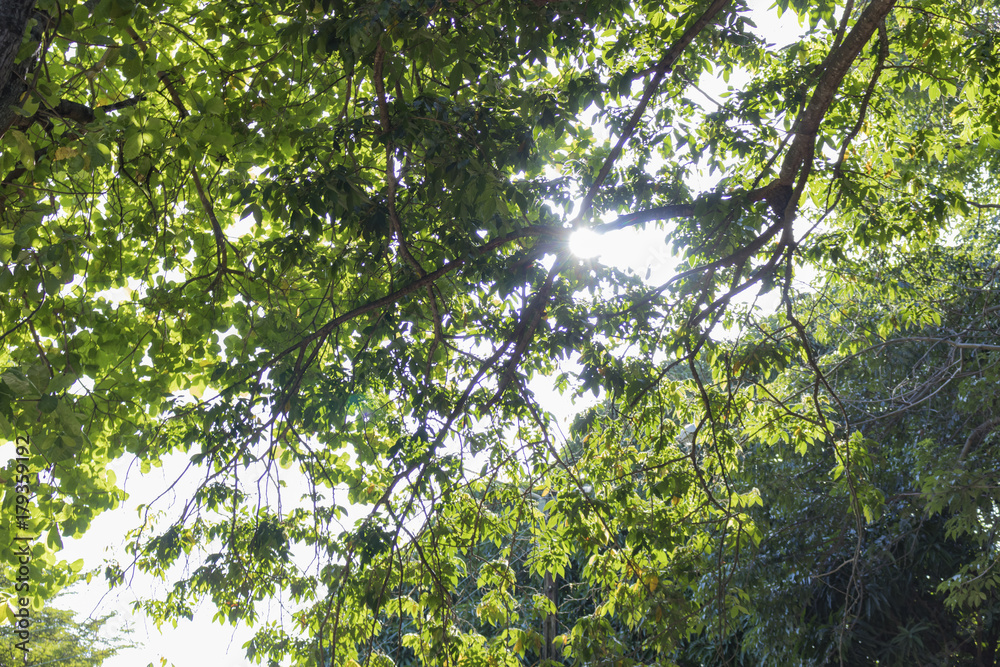 Tree viewed from bottom. Branches and leaves forming a beautiful image.