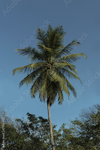 Palm tree among other trees. Beautiful blue summer sky.