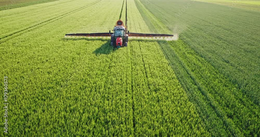 Drone aerial shot of a farmer spraying green wheat field