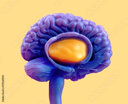 Illustration of human brain thalamus against yellow background photo
