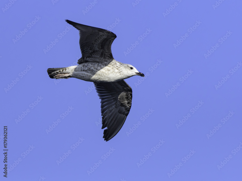 Obraz premium immature Yellow-legged Gull in Flight on Blue Sky