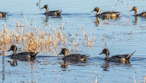 Northern pintail ducks on water at Bosque del Apache National Wildlife Refuge, San Antonio, New Mexico