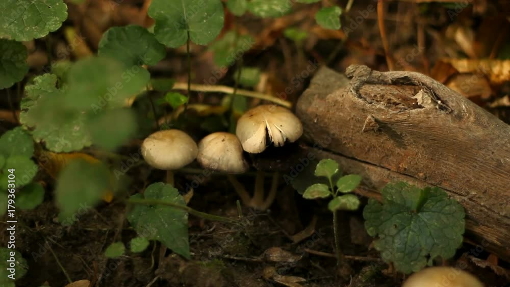  Forest Mushrooms