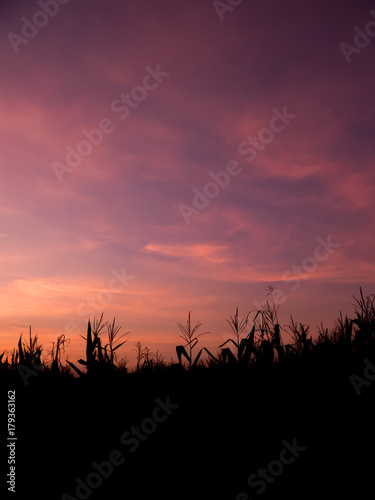 cornfield silhouette Sunset at cornfield.