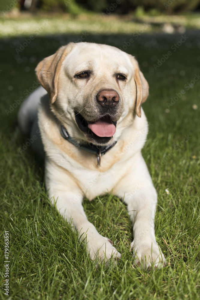 Labrador Retriever dog Labrador Retriever dog