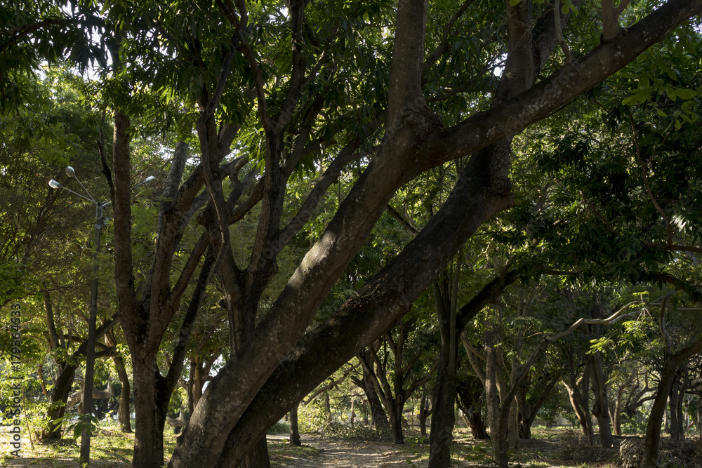 Tree viewed from bottom. Branches and leaves forming a beautiful image. Tree viewed from bottom. Branches and leaves forming a beautiful image.