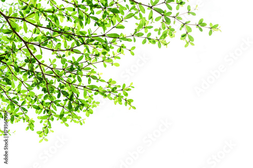 Tree branch with green leaves isolated on white background