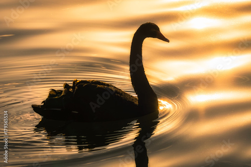 Black Swan in golden hour