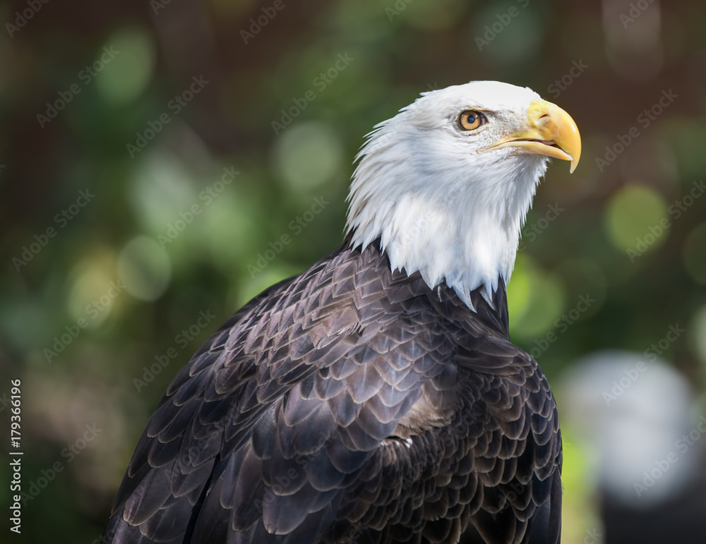 Obraz premium Bald Eagle in the evening sun