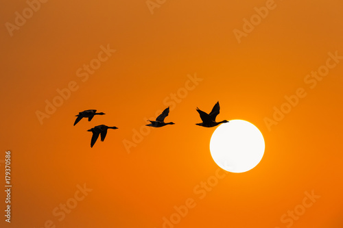 wild geese in sunset