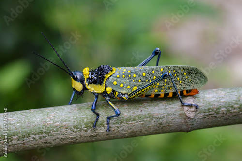 Image of Spotted grasshopper (Aularches miliaris) on branch on natural background.. Insect Animal