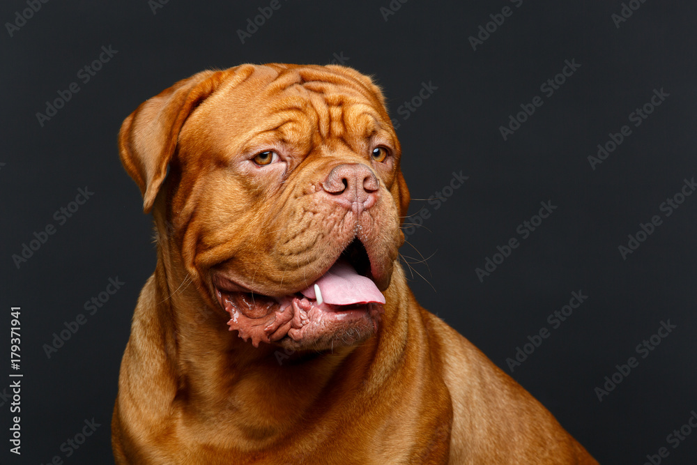 beautiful bordeaux dogue dog