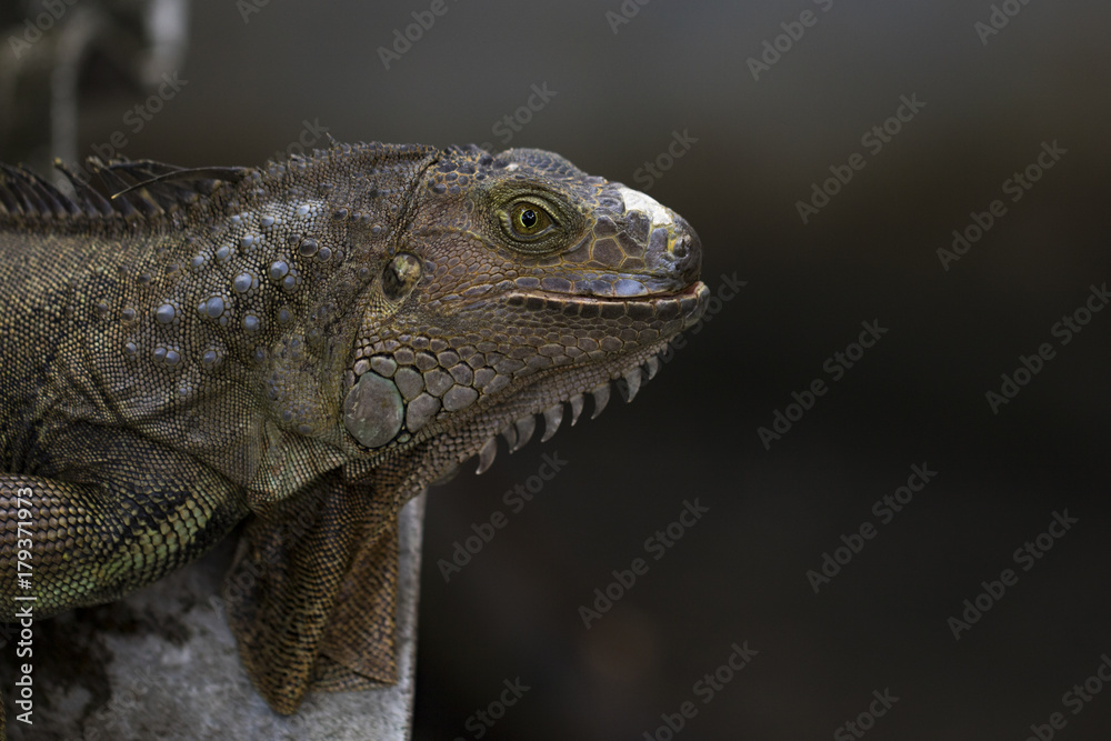 Image of an iguana head on nature background. Reptile. Animals. Image of an iguana head on nature background. Reptile. Animals.