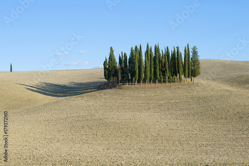 Cypress trees in the middle of a plowed field. Tuscany, Italy