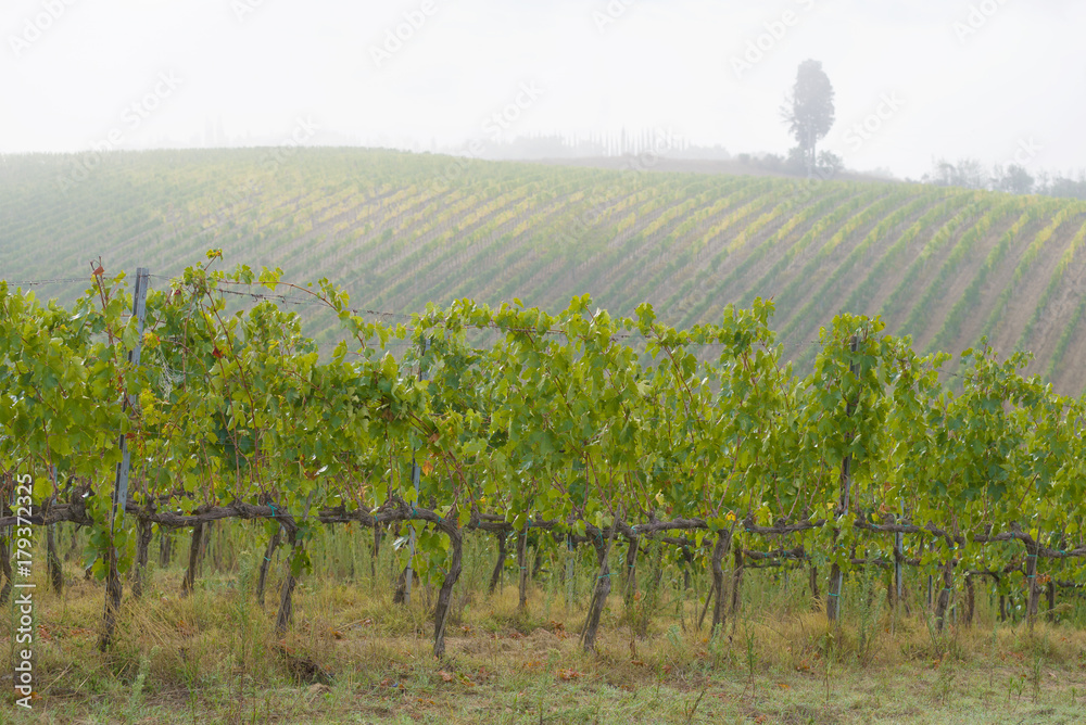 Foggy September morning in the vineyards of Tuscany, Italy