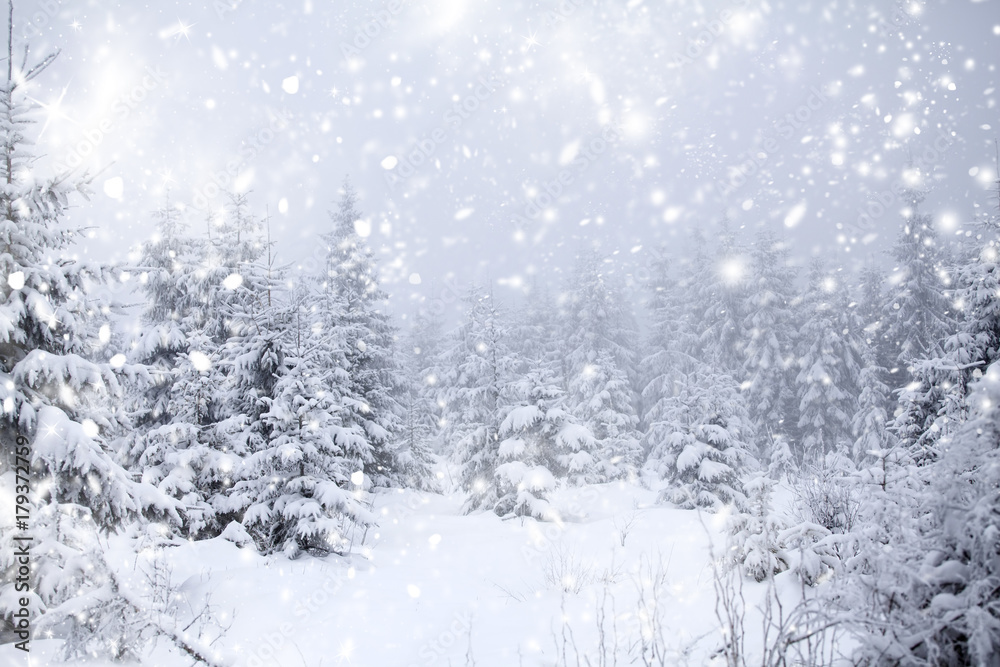 Christmas background with snowy fir trees Christmas background with snowy fir trees