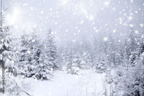 Christmas background with snowy fir trees photo