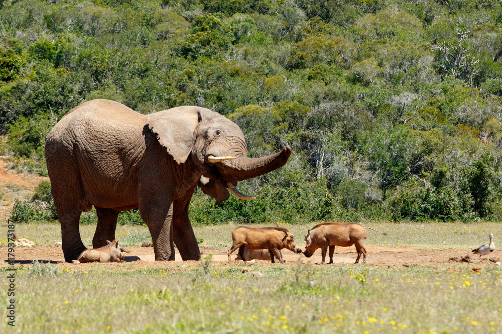 Elephant chasing the warthogs
