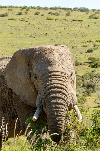 Elephant looking and eating on branches