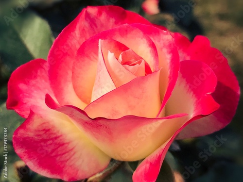 Fototapeta Naklejka Na Ścianę i Meble -  A beautiful rose with colourful petals. 